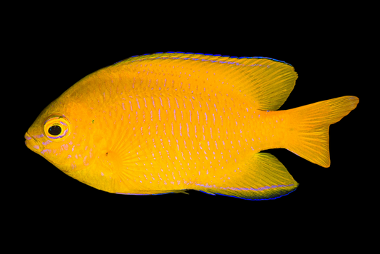 Lemon Damselfish