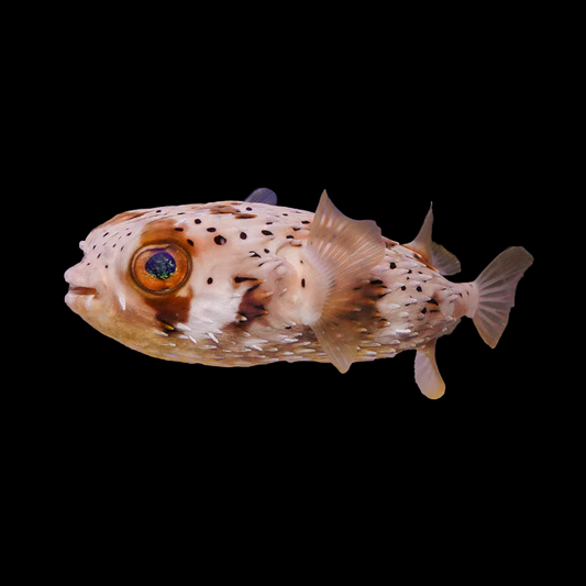 Spotfin Porcupinefish