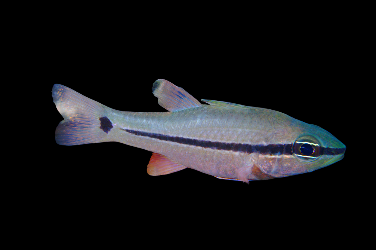 Bridled Cardinalfish