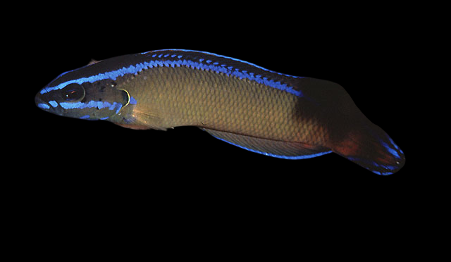 Sailfin Dottyback
