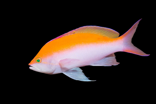 Bicolor Anthias