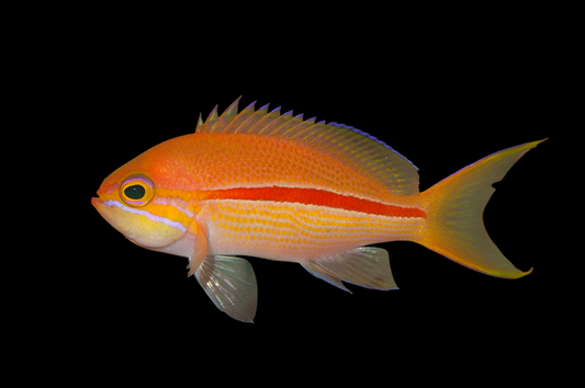 Red Stripe Anthias