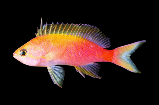 Coral Sea Flavicauda Anthias