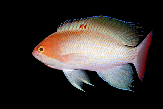 Stocky Anthias
