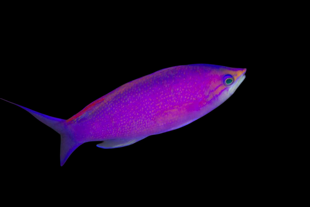 Pascalus Anthias