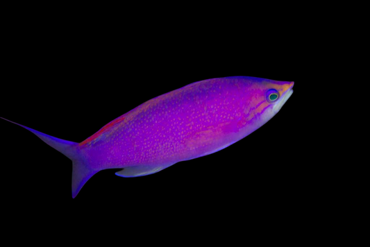 Pascalus Anthias
