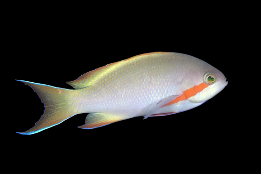 Hutchi Anthias