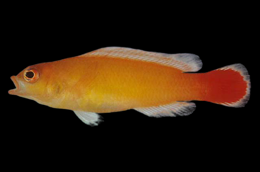 Red Tail Dottyback