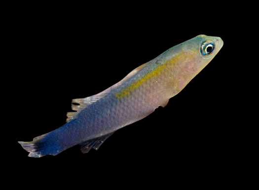 Blue Barred Dottyback