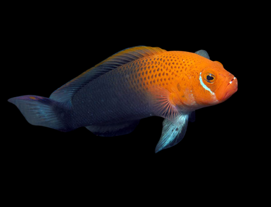 Steene's Dottyback