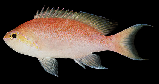 Hutomo's Anthias