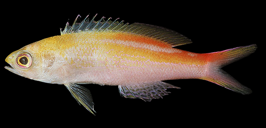 Privitera's Fairy Anthias