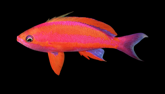 Randall's Anthias