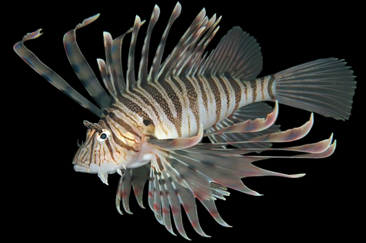 Common Volitan Lionfish