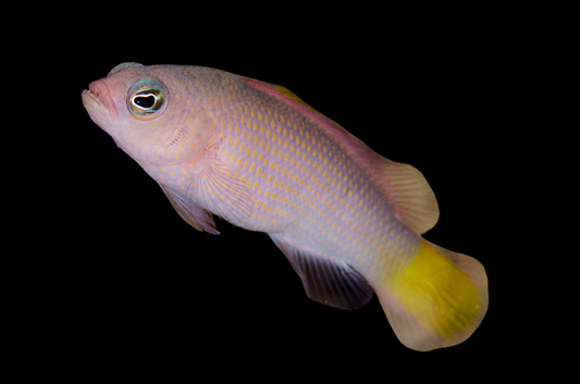 Orange Spotted Dottyback