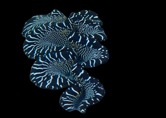 Ultra Black/White Maxima Clam