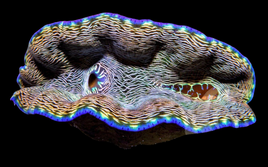 Striped Blue Rim Derasa Clam