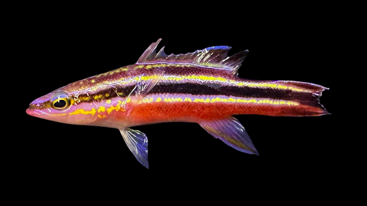 Rainbow Basslet
