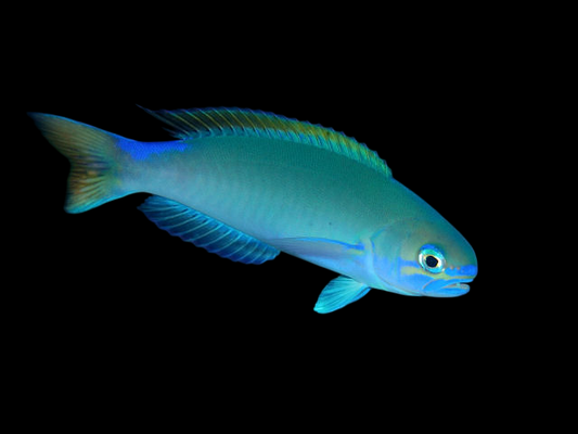 Pastel Tilefish