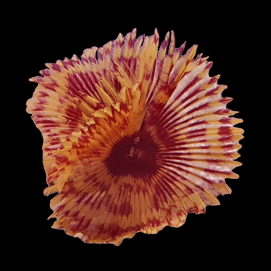 Red Feather Duster