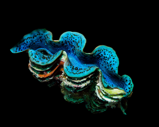 Maxima, Red Sea Blue/Turquoise Ultra