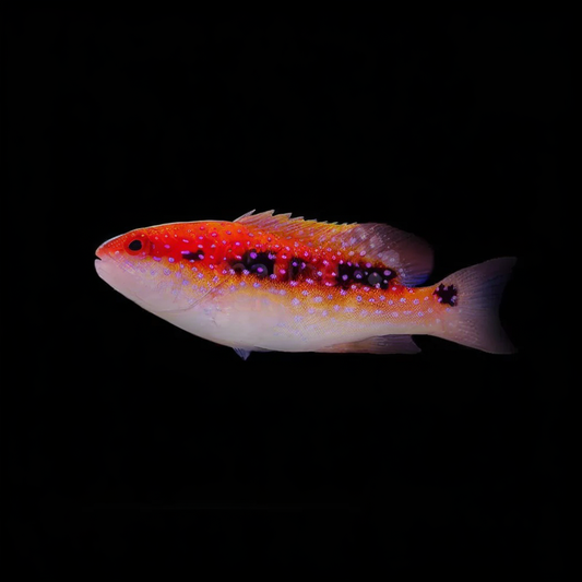 Red Louti Grouper