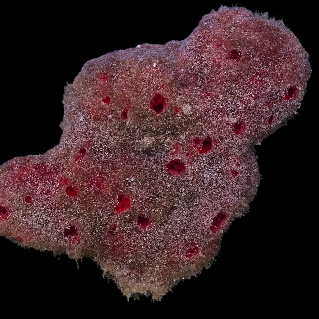 Red Ball Sponge