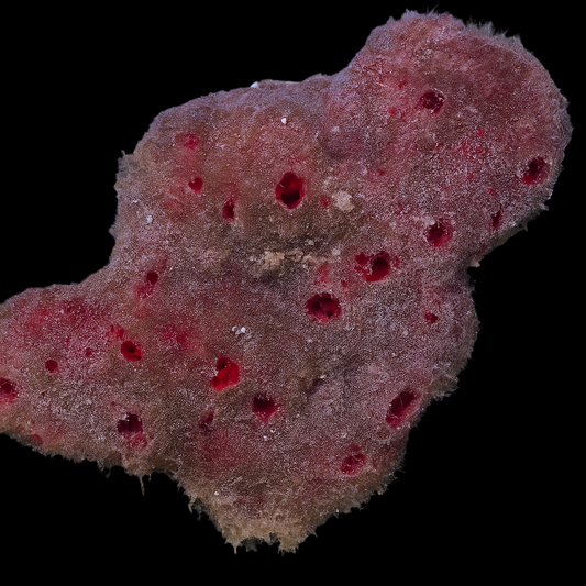 Red Ball Sponge