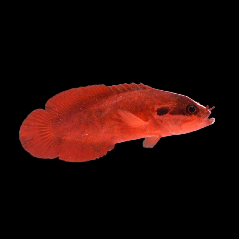 Red Soapfish Grouper