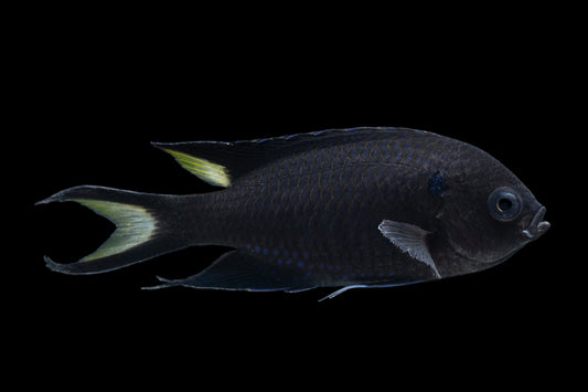 Regal Damselfish
