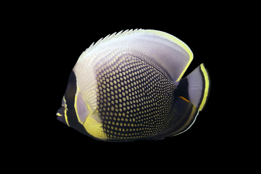 Reticulated Butterflyfish