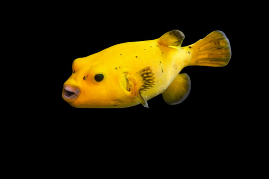 Reticulated Pufferfish