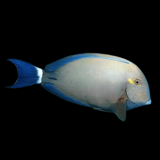 Ring Tail Tang