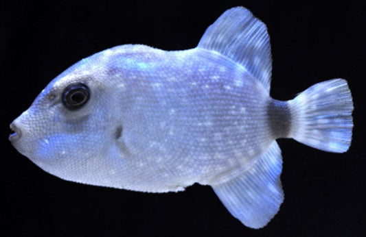 Rough Triggerfish