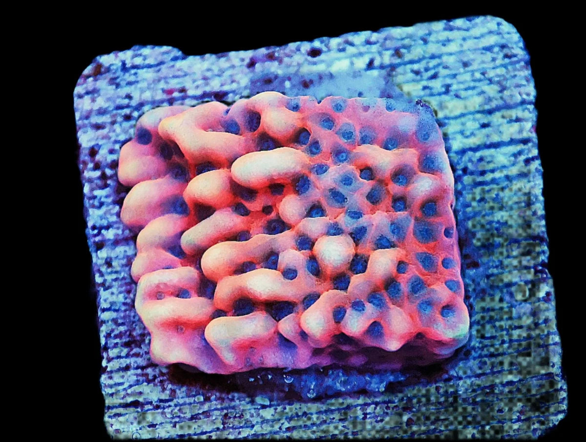 Montipora sp