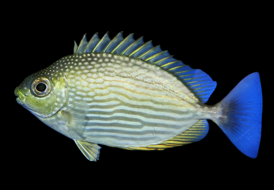 Streaked Rabbitfish