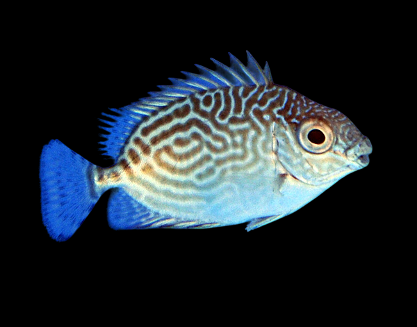 Little Spinefoot Rabbitfish