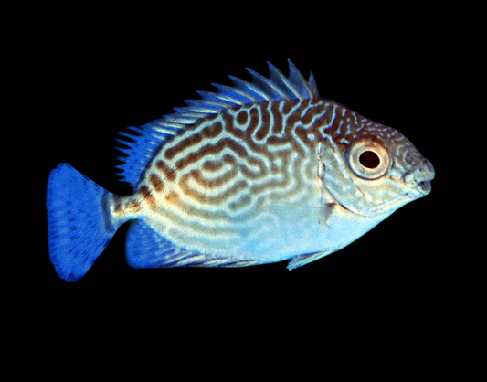Little Spinefoot Rabbitfish