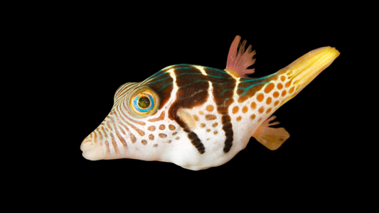 Saddle Valentini Pufferfish