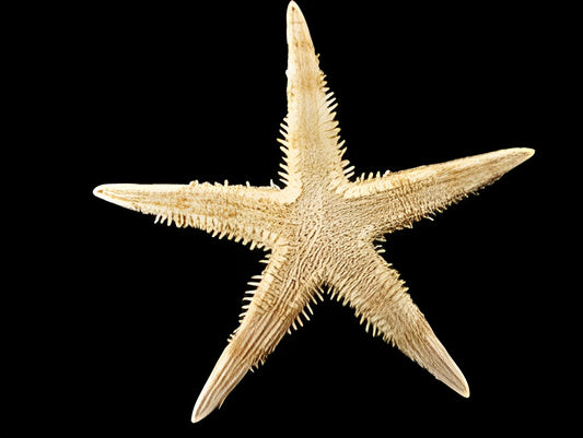 Sand Sifting Sea Star