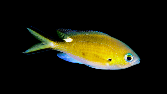 Scissortail Chromis