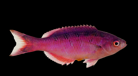 Creole Wrasse