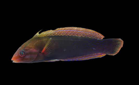 Kenyan Coris Wrasse