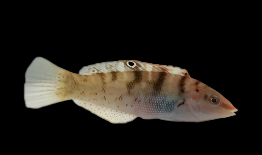 Variegated Coris Wrasse