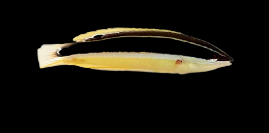 Pictoides Coris Wrasse