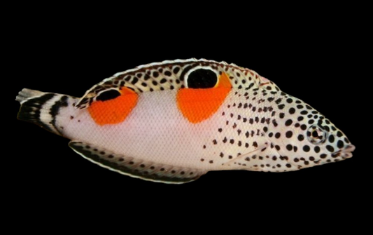 Juv Clown Coris Wrasse
