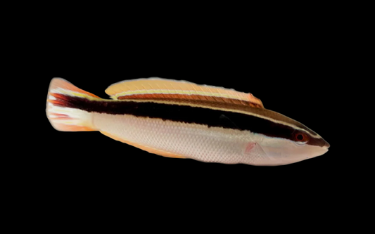 Juv Comb Coris Wrasse