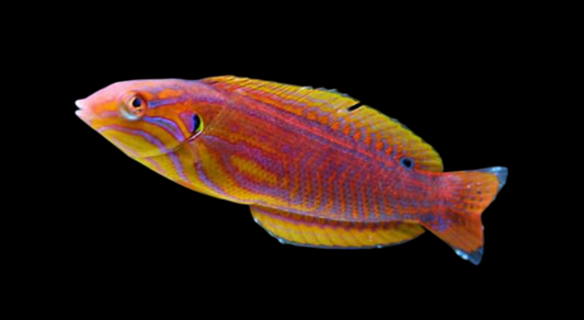 Elegant Coris Wrasse