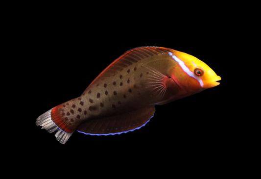 Formosa Coris Wrasse