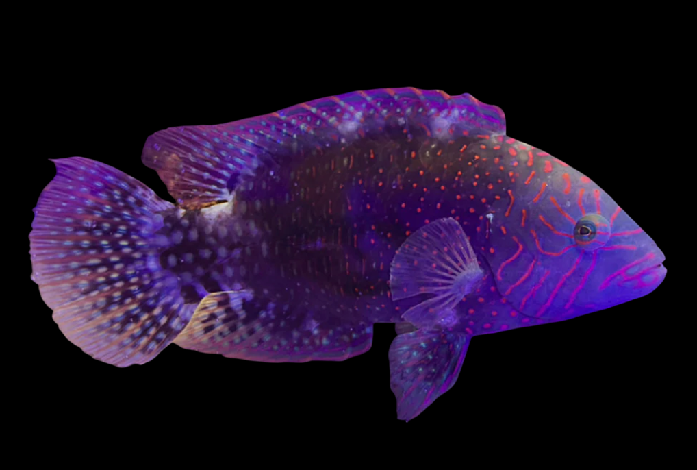 Abudjubbe Wrasse